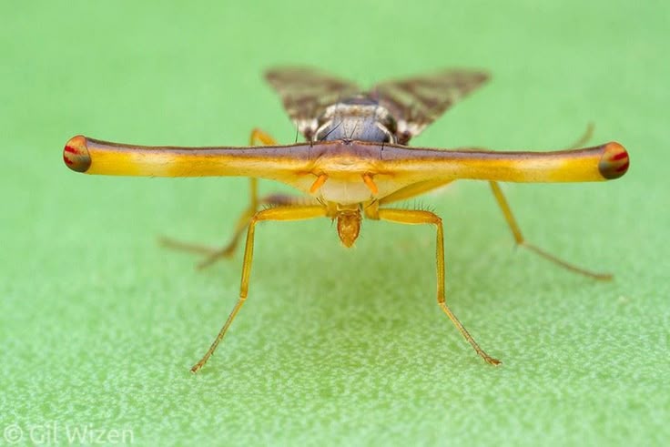 Foto de banner de dajanelalateral